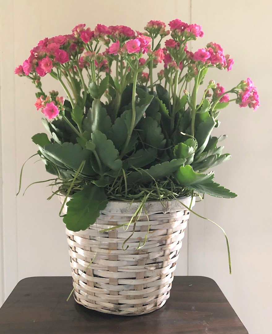 Flowers from Jim and Debbie Antonsen