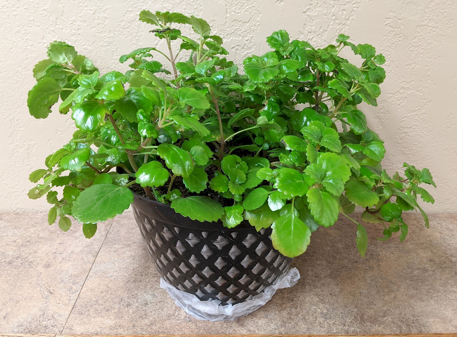 Flowers from Shar and Mike Moses