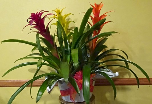 Flowers from Bill and Beta, Bill Jr. and 
Heidi and Family
