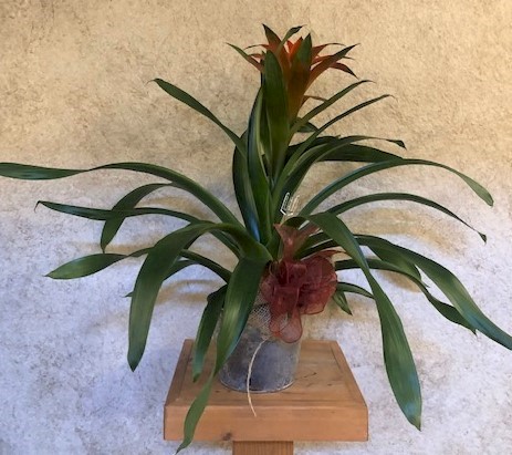 Flowers from Christi, Tricia, and Niki - "The Barber Girls"