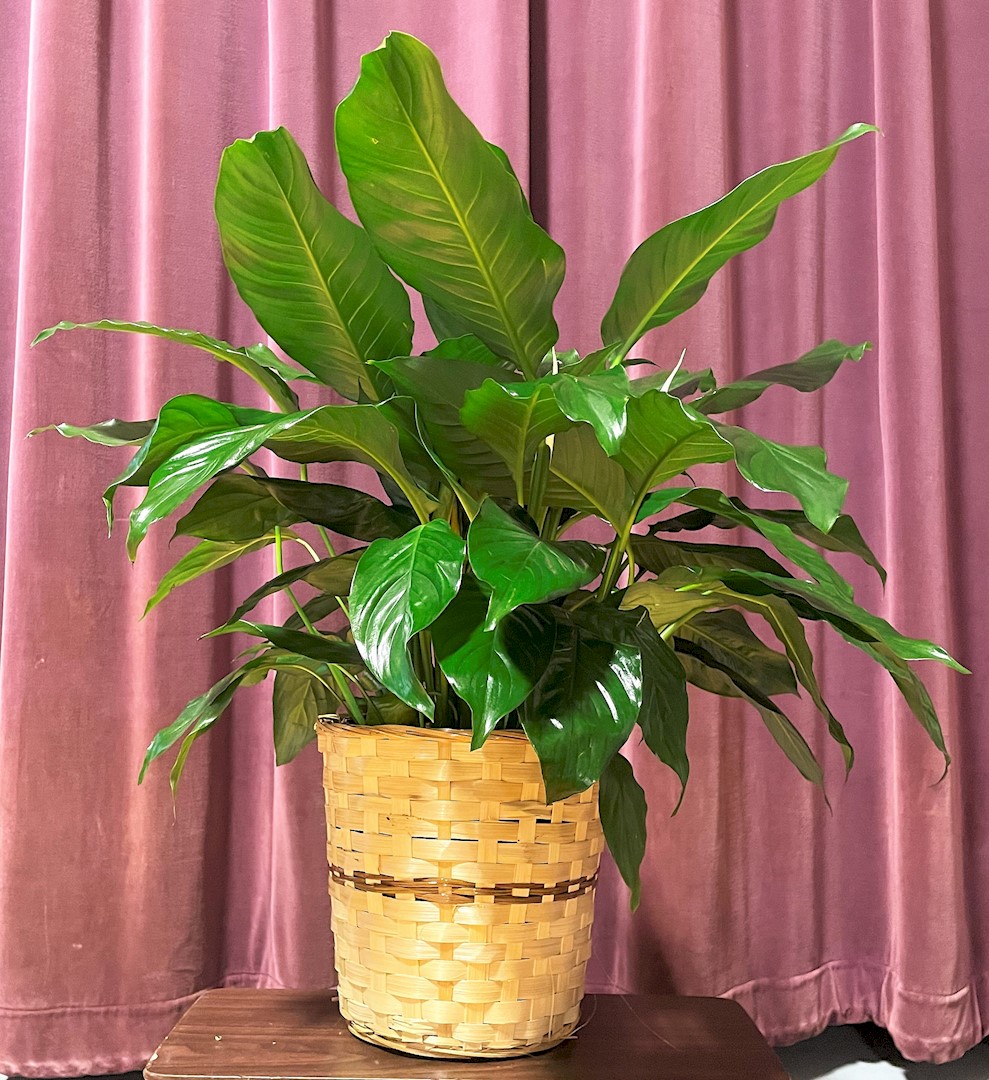 Flowers from The Wellington Elementary Staff