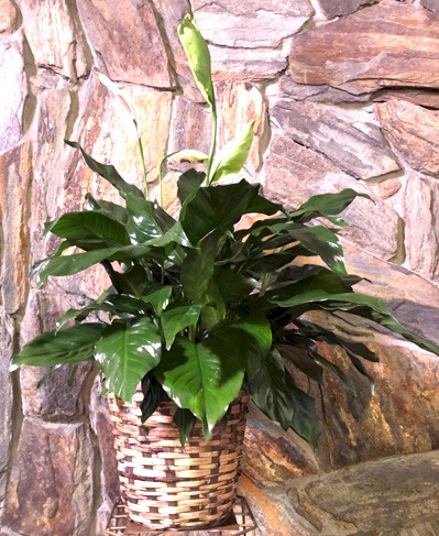 Flowers from The residents and staff at the Silverleaf