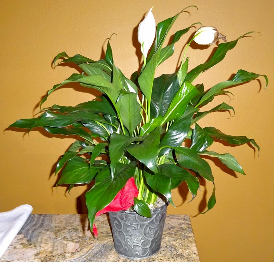 Flowers from Pattie, Gary, and Family