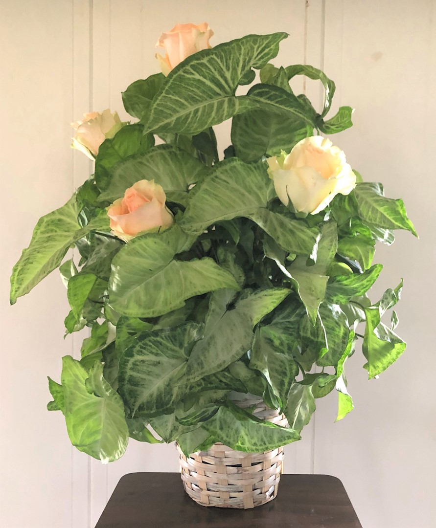 Flowers from Vicki Daly and Family