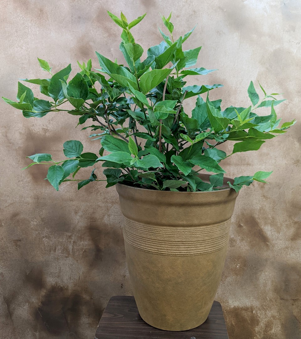 Flowers from Aaron and Angie Doolittle