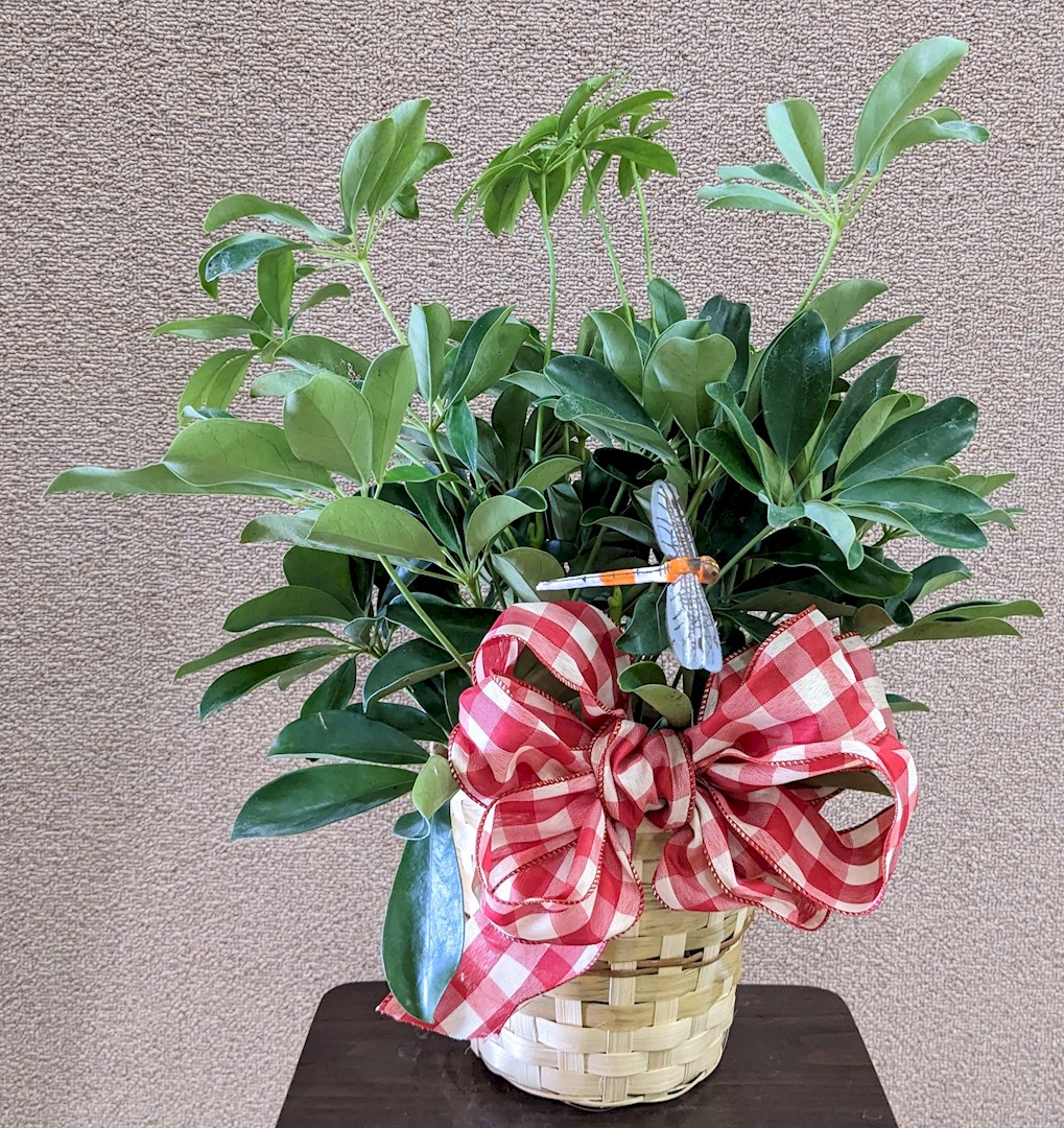 Flowers from Mike and Sharon Anderson and Family