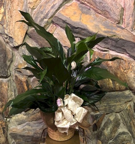 Flowers from Tom and Kalen; Gary and Joey; and Connie