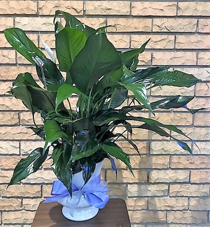 Flowers from Dan and Cindy Hauk Family