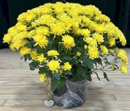 Flowers from Roger, Teresa, Kayla, Jeff, and Jess O'Connell and Terry and Karen Pinney
