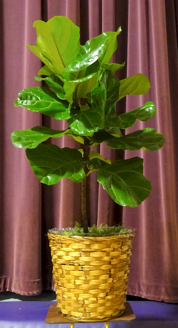 Flowers from The Coller Clan - Sauntee, Heidi, Jadyn, Jyntre and Jyrzee; and Jerica, Danny, Ezekiel, and Nash