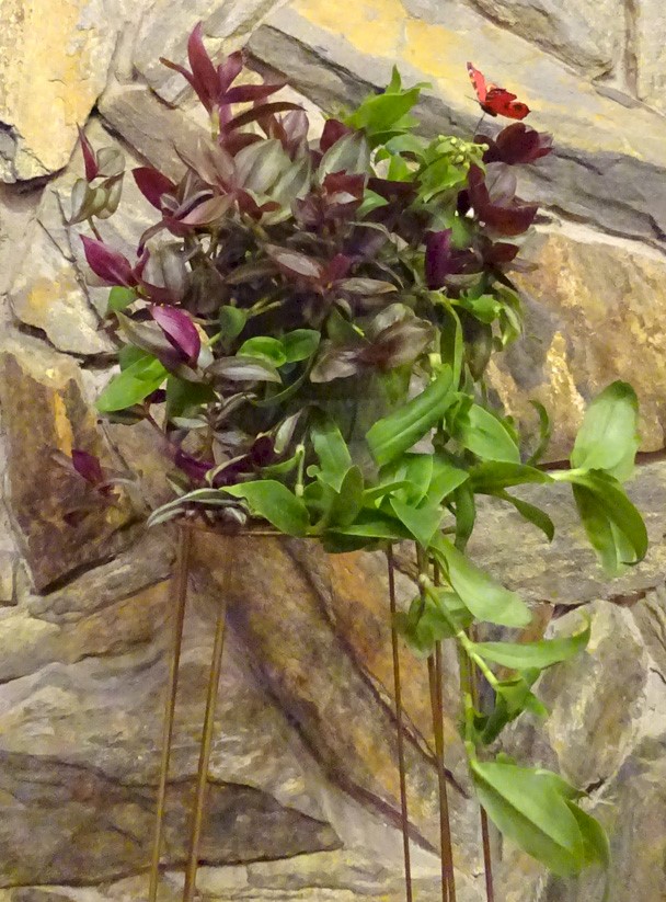 Flowers from The Moses Families