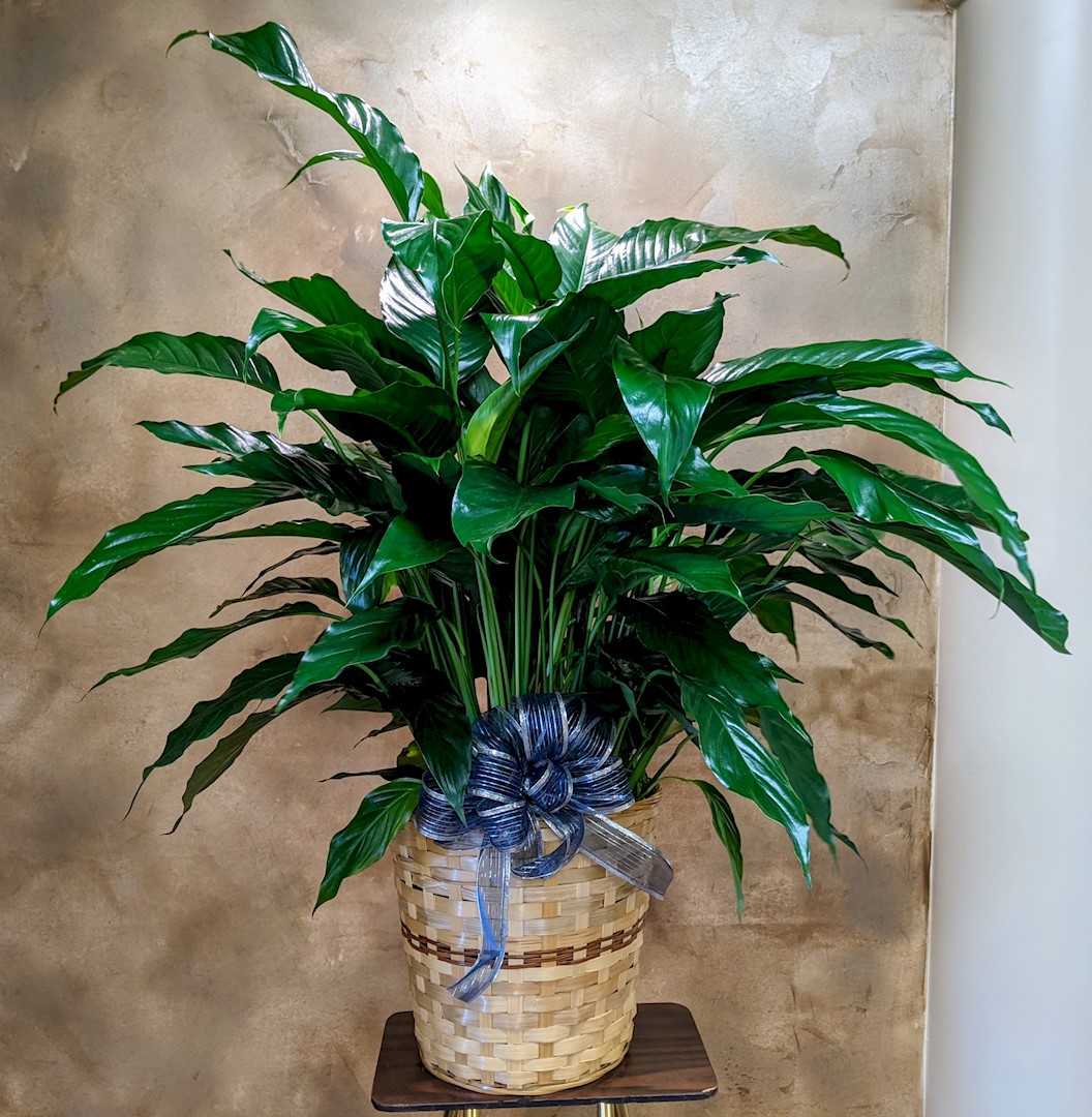 Flowers from The Taylor Family