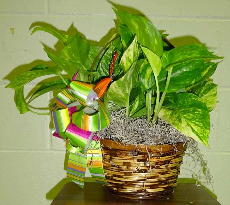 Flowers from The Haakon County Sunshine Fund
