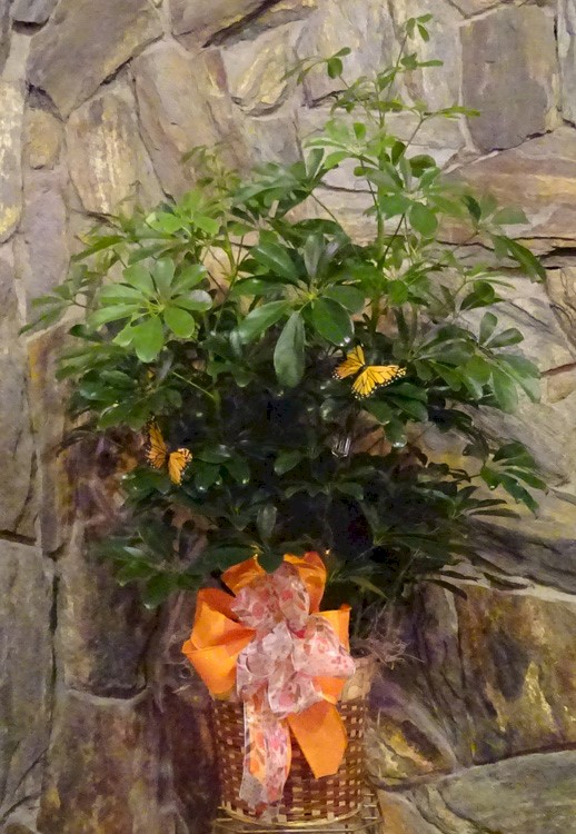 Flowers from Brian, Heather, Brock & Shelby,
Brice, and Taylor Hanson