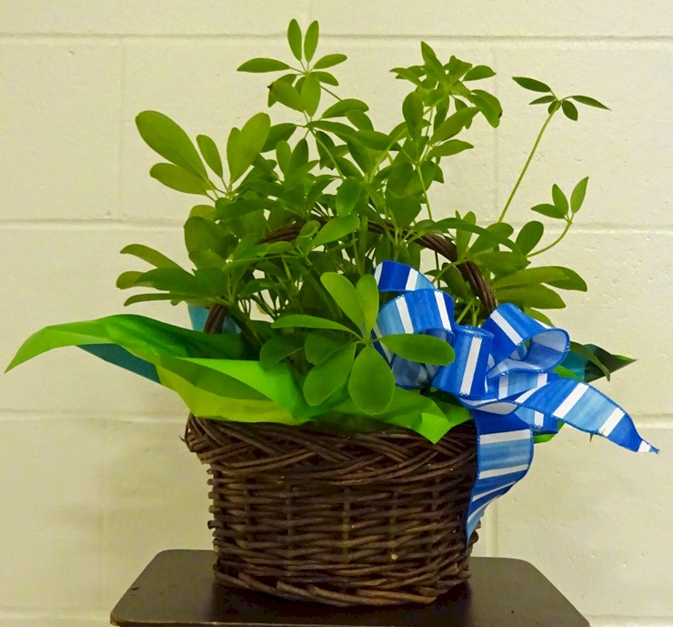 Flowers from Cathie Hancock and Family