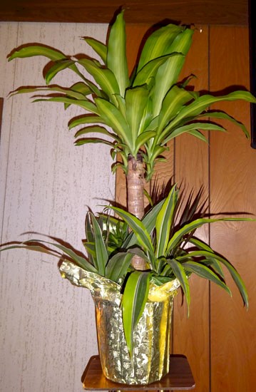Flowers from Wanblee Health Center