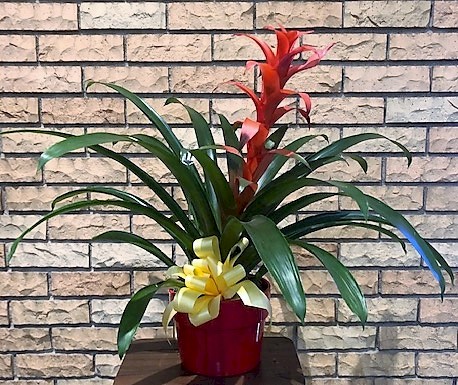 Flowers from Bill Lyle