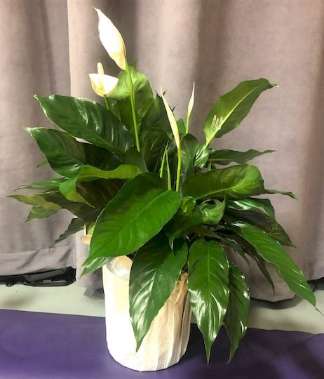 Flowers from Philip Health Service and Board of Directors