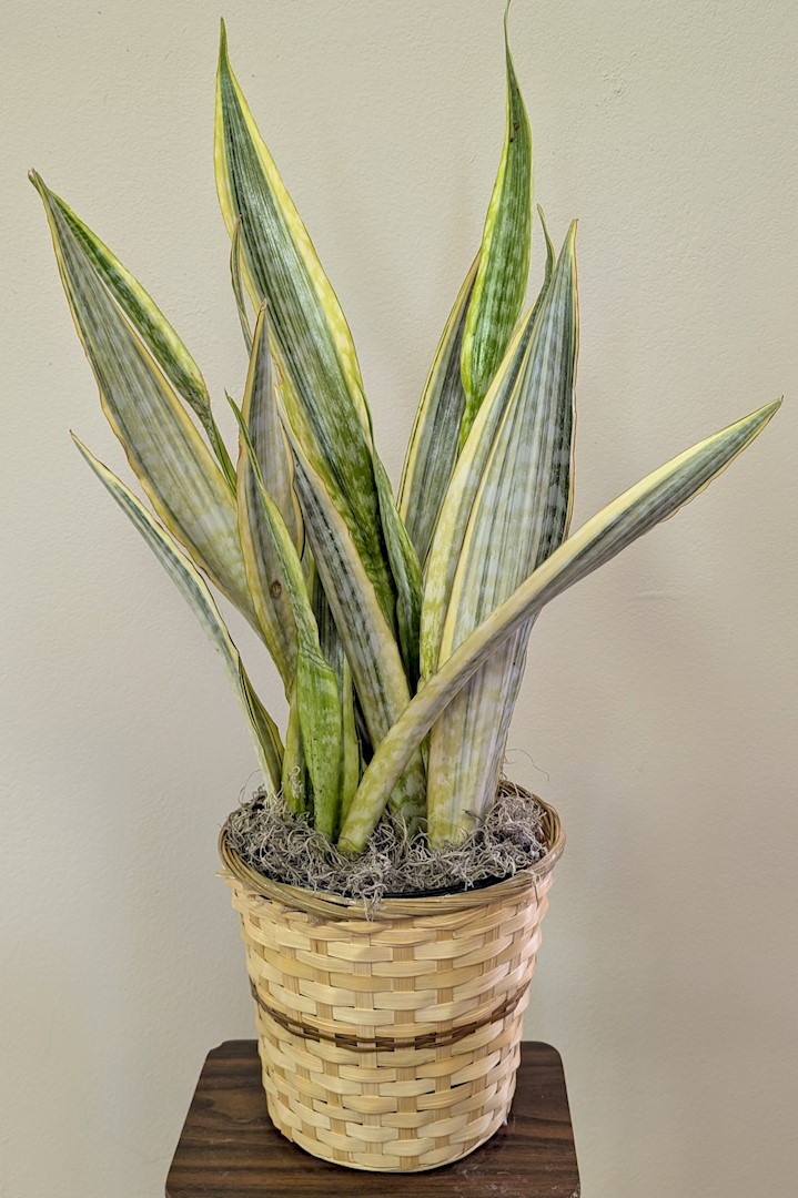 Flowers from KHS Class of 2009